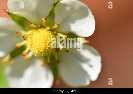 Fleurs de fraises sauvages Banque D'Images