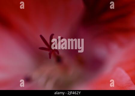 Begonia plante, fleur, macro Banque D'Images