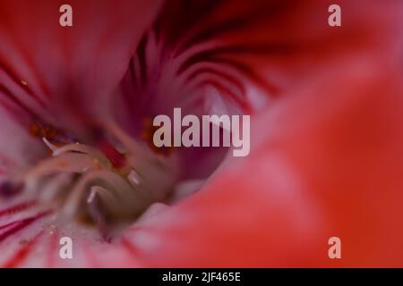 Begonia plante, fleur, macro Banque D'Images