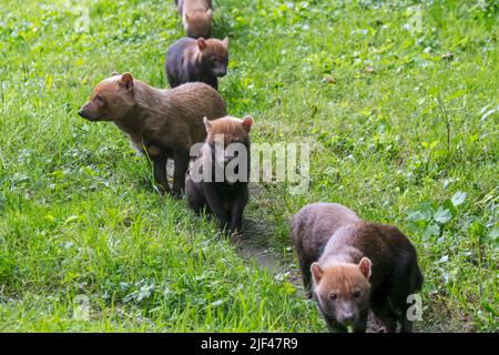 Chien Bush (Speothos venaticus) adulte avec cinq juvéniles / petits fourragent dans les prairies / prairies, canidés indigènes à l'Amérique centrale et du Sud Banque D'Images