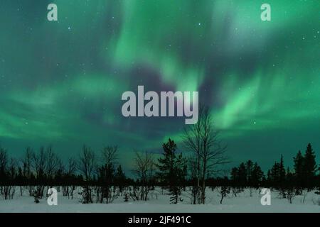 Lumière du Nord, aurora borealis en hiver avec de la neige, colorée au vert et au pourpre, parmi les arbres de la forêt, Gällivare, Laponie suédoise, Suède Banque D'Images