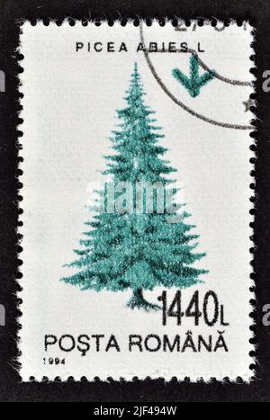 Timbre-poste annulé imprimé par la Roumanie, qui montre l'épinette commune (Picea abies), vers 1994. Banque D'Images