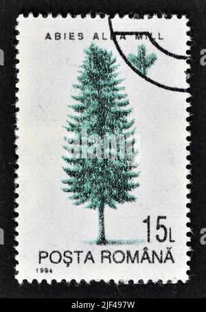 Timbre-poste annulé imprimé par la Roumanie, qui montre European Silver Fir (Abies alba), vers 1994. Banque D'Images