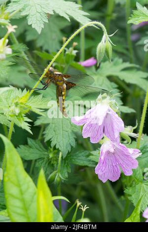 Libellule Chaser à corps large reposant dans un lit de fleurs dans un jardin à fleurs roses, Libellula depressa, femme, juin Banque D'Images