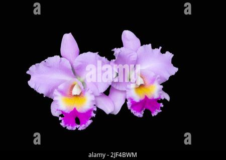 L'orchidée cattleya rose fleurit sur un fond noir Banque D'Images
