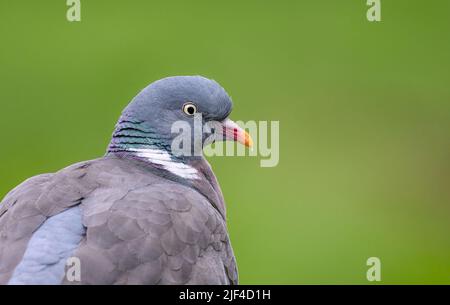 Un pigeon en bois commun, Columba palumbus, un gros plan portrait de la tête, Allemagne Banque D'Images