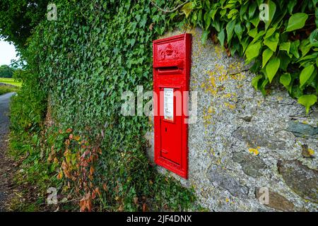 Boîte postale rouge vif, située dans un mur de pierre avec de l'ivy, Ingleton, North Yorkshire Banque D'Images