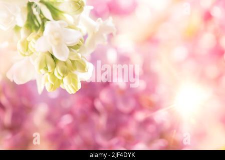 Macro photo de fleurs lilas blanc Banque D'Images