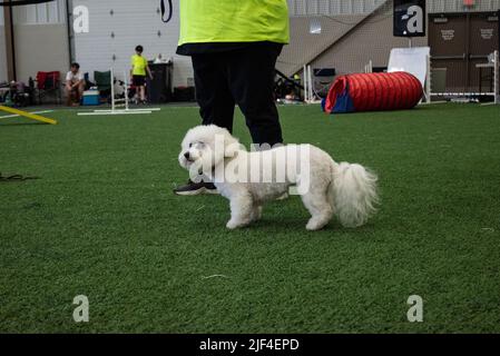 Le Bich-poo est une race de chien de créateur, composée de deux races de chiens magnifiques : le Bichon Frise et le Poodle miniature Banque D'Images