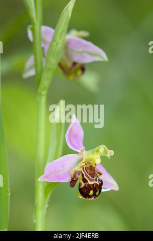 Deux fleurs d'orchidées d'abeille, Ophrys apifera, contre Un fond vert diffus, New Forest UK Banque D'Images