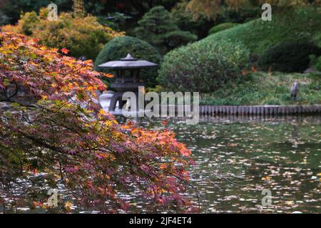 Automne dans un jardin japonais Banque D'Images