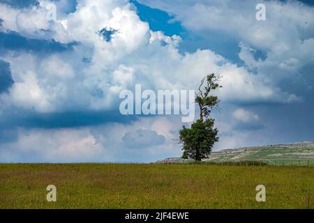 Arbre solitaire, nuages de tempête au-dessus de la montagne Ingleborough au-dessus d'Ingleton, Yorkshire, Royaume-Uni Banque D'Images