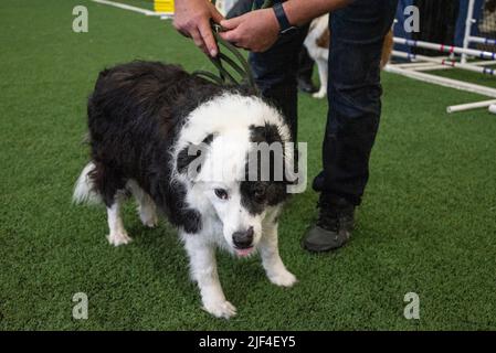 Un chien de mouton ou chien de berger est généralement un chien ou une race de chiens utilisés historiquement dans le cadre de l'élevage de moutons. Banque D'Images
