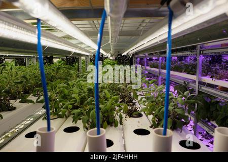 28 juin 2022, Sartrouville, Yvelines, FRANCE: Les plantes ralentissent avec la lumière artificielle dans une ferme souterraine urbaine de Sartrouville, une banlieue à 15 kilomètres de Paris où les herbes et les légumes sont cultivés avec la lumière artificielle et l'utilisation de l'hydroponique. L'hydroponique est une méthode où les racines des plantes ne sont pas cultivées dans le sol mais dans des tuyaux en circuit fermé. L'eau combinée à une solution nutritive organique passe dans ces bouteilles, réduisant au minimum les déversements d'eau et recyclant jusqu'à 90 % de celle-ci. Le démarrage agricole français de Champerché a trouvé un endroit assez étrange pour Banque D'Images