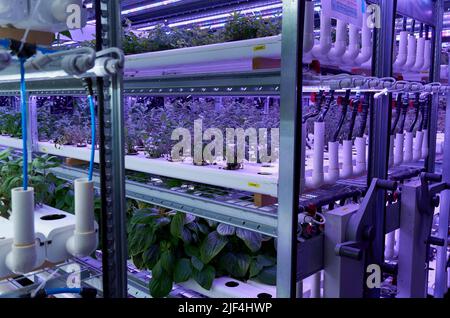 28 juin 2022, Sartrouville, Yvelines, FRANCE: Les plantes ralentissent avec la lumière artificielle dans une ferme souterraine urbaine de Sartrouville, une banlieue à 15 kilomètres de Paris où les herbes et les légumes sont cultivés avec la lumière artificielle et l'utilisation de l'hydroponique. L'hydroponique est une méthode où les racines des plantes ne sont pas cultivées dans le sol mais dans des tuyaux en circuit fermé. L'eau combinée à une solution nutritive organique passe dans ces bouteilles, réduisant au minimum les déversements d'eau et recyclant jusqu'à 90 % de celle-ci. Le démarrage agricole français de Champerché a trouvé un endroit assez étrange pour Banque D'Images