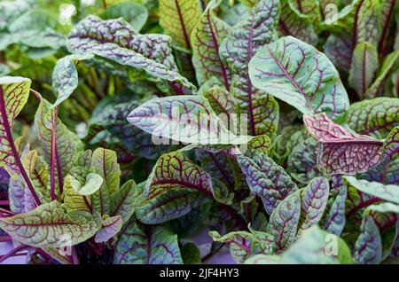 28 juin 2022, Sartrouville, Yvelines, FRANCE: Les plantes ralentissent avec la lumière artificielle dans une ferme souterraine urbaine de Sartrouville, une banlieue à 15 kilomètres de Paris où les herbes et les légumes sont cultivés avec la lumière artificielle et l'utilisation de l'hydroponique. L'hydroponique est une méthode où les racines des plantes ne sont pas cultivées dans le sol mais dans des tuyaux en circuit fermé. L'eau combinée à une solution nutritive organique passe dans ces bouteilles, réduisant au minimum les déversements d'eau et recyclant jusqu'à 90 % de celle-ci. Le démarrage agricole français de Champerché a trouvé un endroit assez étrange pour Banque D'Images