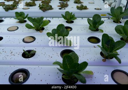 28 juin 2022, Sartrouville, Yvelines, FRANCE: Les plantes ralentissent avec la lumière artificielle dans une ferme souterraine urbaine de Sartrouville, une banlieue à 15 kilomètres de Paris où les herbes et les légumes sont cultivés avec la lumière artificielle et l'utilisation de l'hydroponique. L'hydroponique est une méthode où les racines des plantes ne sont pas cultivées dans le sol mais dans des tuyaux en circuit fermé. L'eau combinée à une solution nutritive organique passe dans ces bouteilles, réduisant au minimum les déversements d'eau et recyclant jusqu'à 90 % de celle-ci. Le démarrage agricole français de Champerché a trouvé un endroit assez étrange pour Banque D'Images