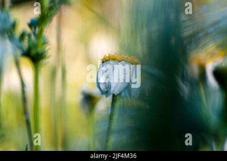 La première chose à faire à Marguerite le matin. Banque D'Images