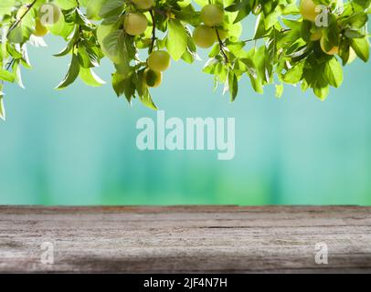 Prunier et prunes jaunes sur une table en bois vide pour l'affichage des produits. Prunes sur la table de jardin Banque D'Images