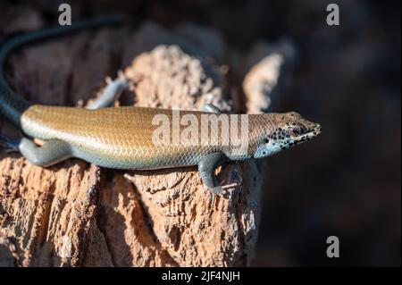 Skink entre les rochers en Namibie Afrique Banque D'Images
