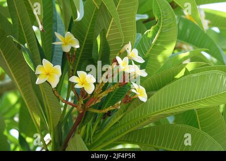 Belle Plumeria blanc-jaune fleurs sur un arbre avec beaucoup de feuilles vertes. Un moment de vacances au Mexique. Banque D'Images