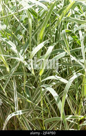 Herbe de roseau de plumes ou Calamagrostis closeup fond naturel, soleil jour d'été, extérieur. Banque D'Images