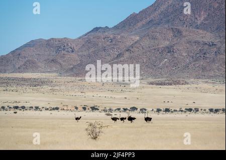 Autruches en face de la montagne Brandberg en Namibie Afrique Banque D'Images