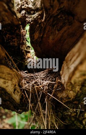 Plan détaillé d'un nid d'oiseau à l'intérieur d'un arbre, monde sauvage d'oiseaux. Banque D'Images