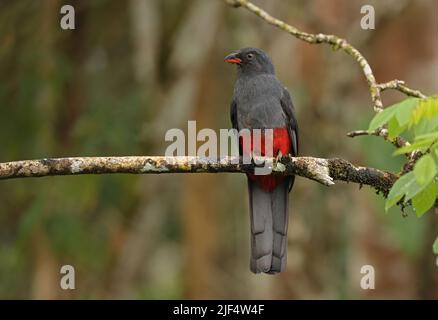 Trogon à queue de Slaty (Trogon massena hoffmanni) femelle adulte perchée sur la branche Arenal, Costa Rica. Mars Banque D'Images