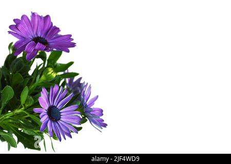 Carte florale avec Osteospermum violet ou pâquerettes africaines isolées sur fond blanc avec espace de copie Banque D'Images