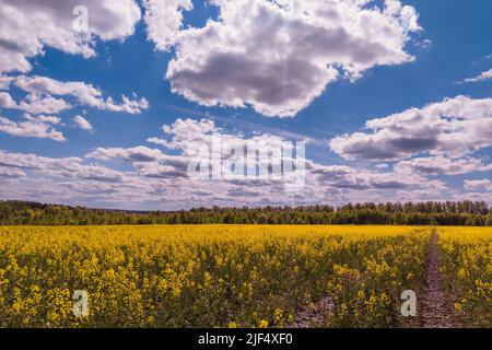 Champ de colza jaune en fleurs et ciel bleu avec nuages blancs Banque D'Images