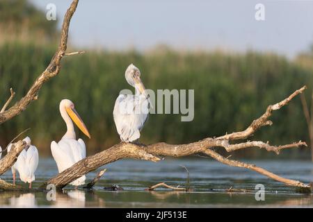 Grand pélican blanc Pelecanus onocrotalus, 2 adultes et pélican dalmatien Pelecanus crispus, adulte perché sur la branche, Delta du Danube, Roumanie, juin Banque D'Images