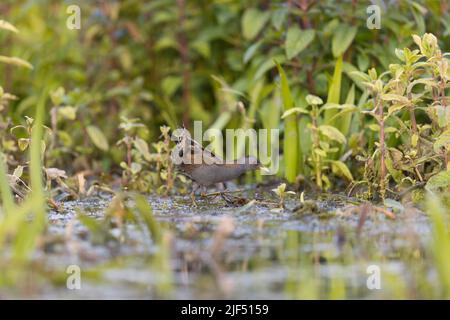 Petit crake Porzana parva, adulte mâle marchant dans le marais, Delta du Danube, Roumanie, juin Banque D'Images