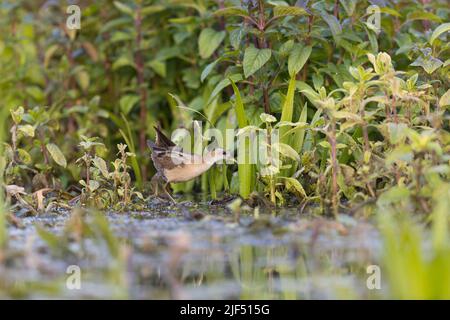 Petit crake Porzana parva, adulte femelle marchant dans le marais, Delta du Danube, Roumanie, juin Banque D'Images