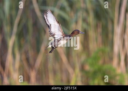 Canard ferrugineux Aythya nyroca, adulte volant femelle, Delta du Danube, Roumanie, juin Banque D'Images