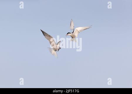 Sterna hirundo, 2 adultes en plumage d'été qui se battent en vol, Delta du Danube, Roumanie, juin Banque D'Images