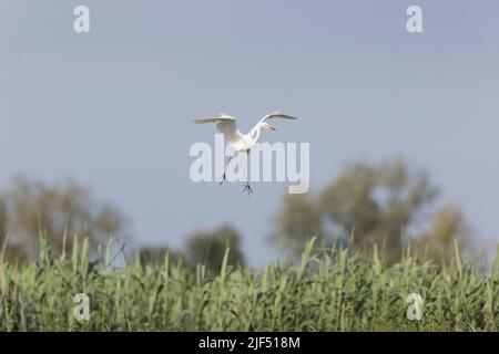 Grand aigreet Ardea alba, adulte volant, entrant dans la terre, Delta du Danube, Roumanie, juin Banque D'Images