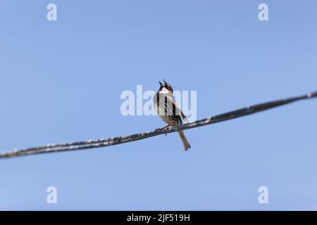 Le moineau espagnol Passer hispaniolensis, homme adulte perché sur fil, chant, Roumanie, juin Banque D'Images