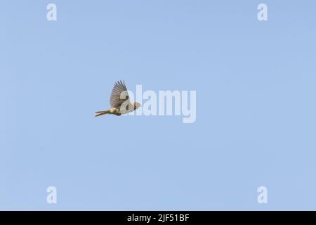 Banderole de maïs Emberiza calandra, adulte volant, Macin, Roumanie, juin Banque D'Images