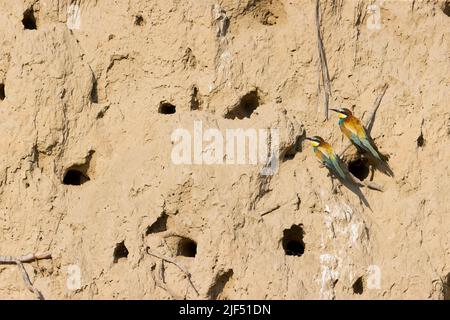 European Bee-eater Merops apiaster, 2 adultes perchés sur une rive de sable avec des trous de nid, Macin, Roumanie, juin Banque D'Images