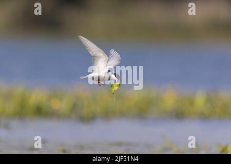 Chlidonias hybrida, plumage d'été adulte volant avec du matériel de nid dans le bec, Delta du Danube, Roumanie, juin Banque D'Images