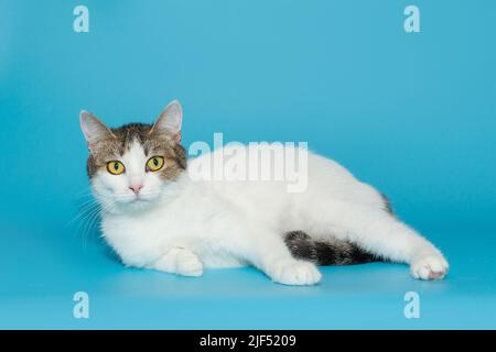 Tricolore beau chat avec des yeux jaunes sur fond bleu Banque D'Images