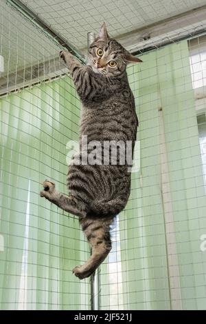 Le chat gris est suspendu sur un filet dans une cage d'un abri pour animaux Banque D'Images