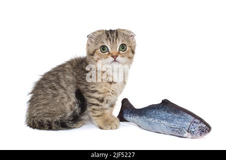 Petit chaton écossais de pliage et un jouet de poisson, isolé sur un fond blanc. Banque D'Images