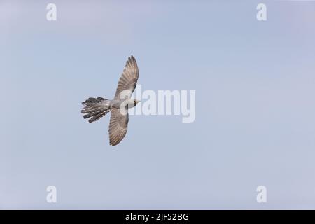 Cuckoo Cuculus canorus, adulte, vol masculin, Delta du Danube, Roumanie, juin Banque D'Images