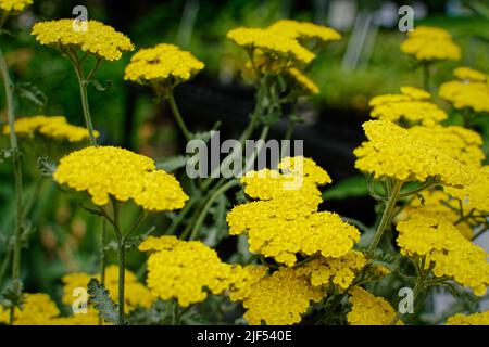 Achillea Coronation Gold fleurit dans un pot à l'extérieur. Waltham, Massachusetts, États-Unis. Banque D'Images