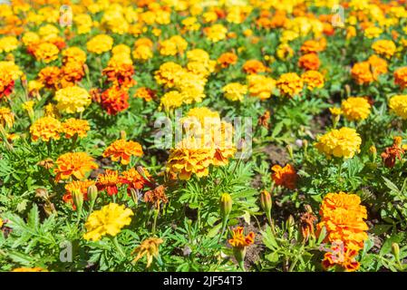 Mise au point sélective sur la rangée avant des marigolds qui fleurissent sous la lumière du soleil. Marigolds nom latin les Tagetes sont un genre de plantes annuelles et vivaces Banque D'Images