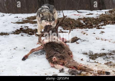 Le loup gris (Canis lupus) drague le cerf reste loin hiver - animal captif Banque D'Images