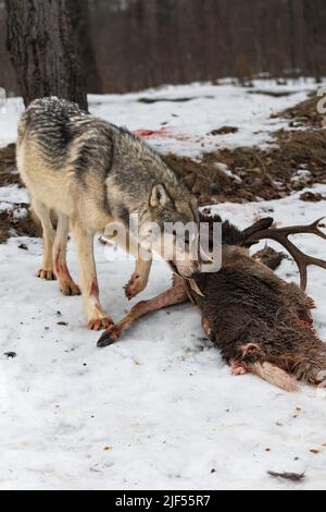 Loup gris (Canis lupus) avec frottis de sang sous les escarres des ...