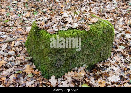 Bloc de pierre surcultivé avec de la mousse verte recouverte de feuilles mortes dans la forêt d'automne Banque D'Images